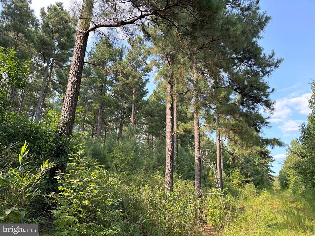 Old Myrtle Road (rt. 608) Property Photo 11