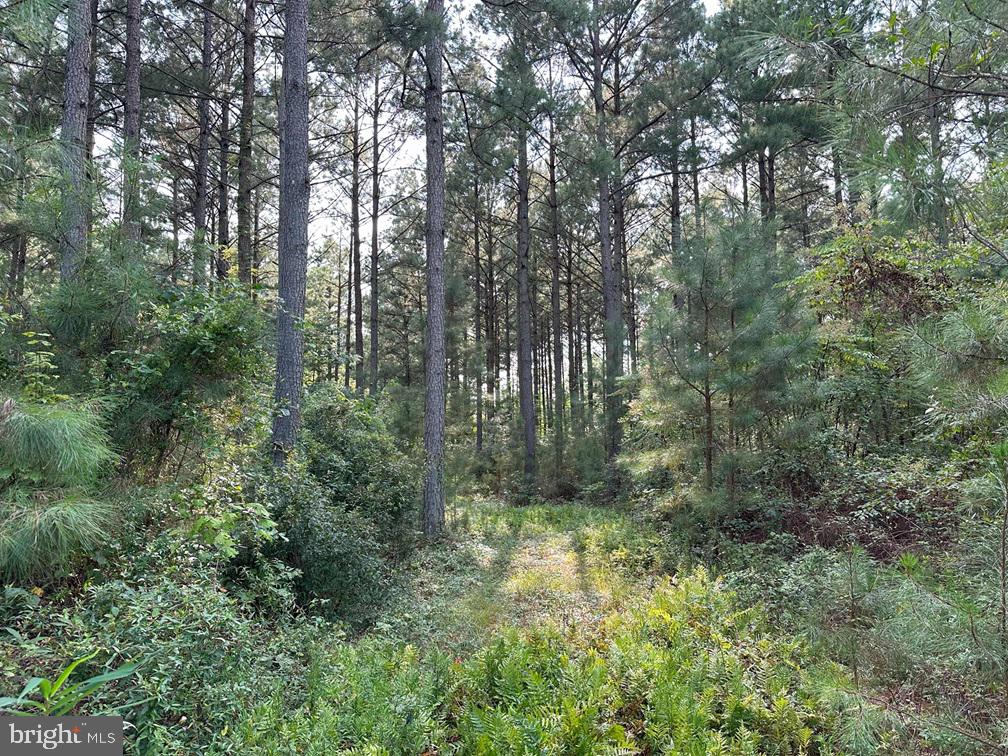 Old Myrtle Road (rt. 608) Property Photo 12