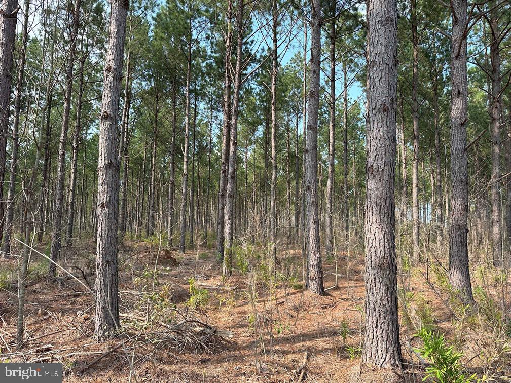 Old Myrtle Road (rt. 608) Property Photo 14