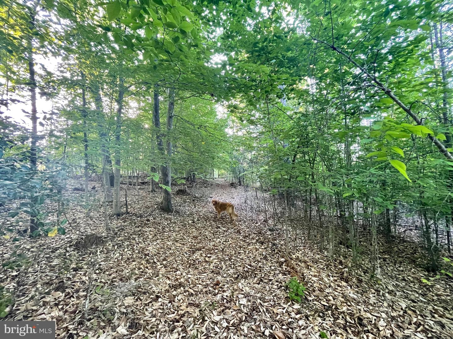 Lot 3 Deer Mountain Rd Property Photo 12