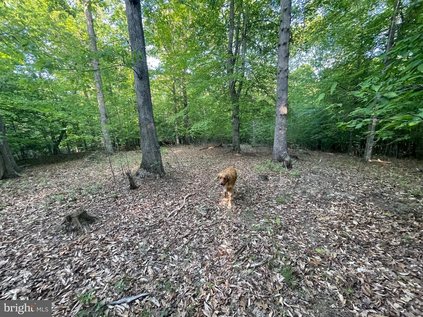 Lot 3 Deer Mountain Rd Property Photo 14
