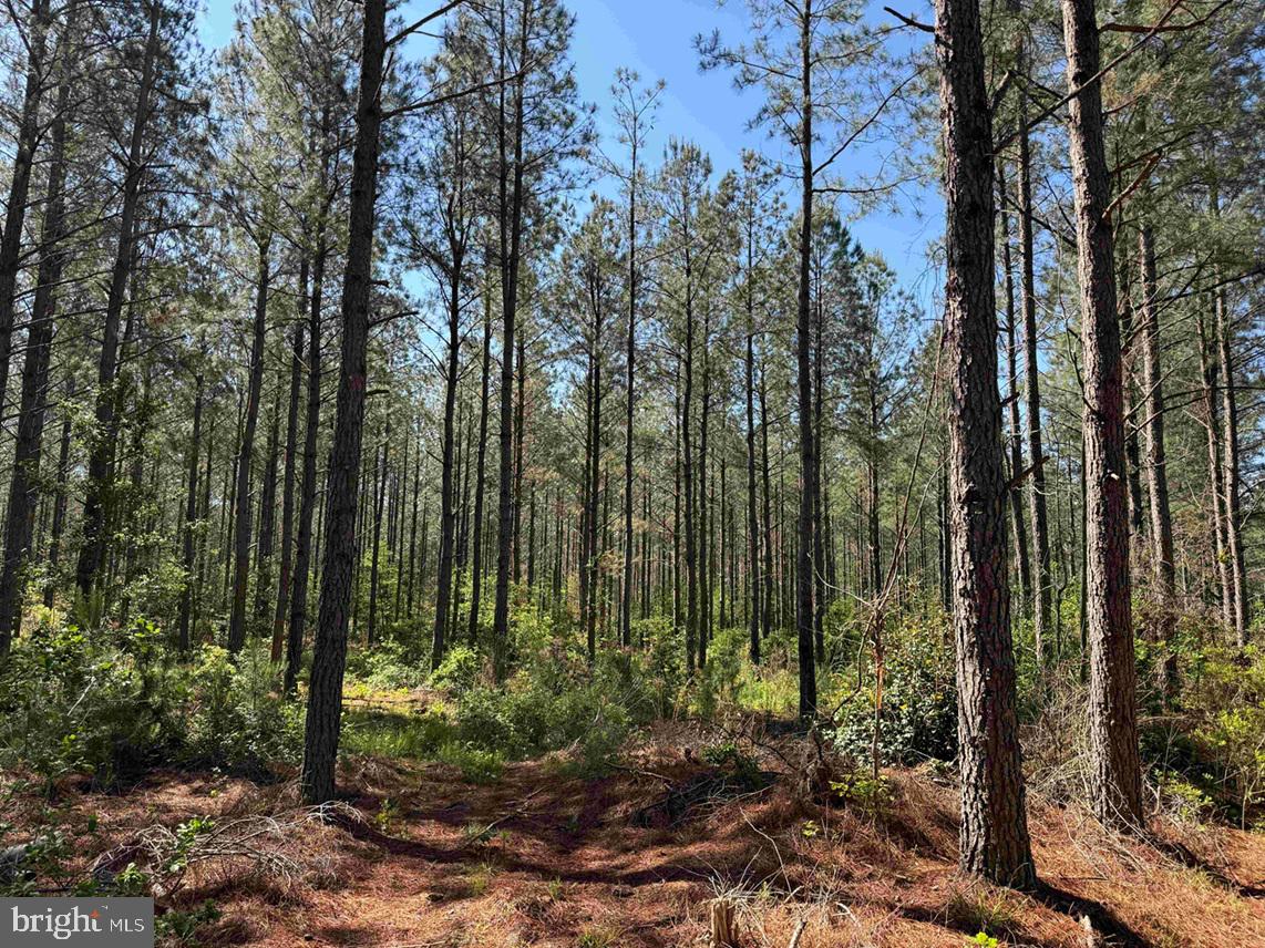 Laurel Drive (tract: Surry Seward-scott) Property Photo 11