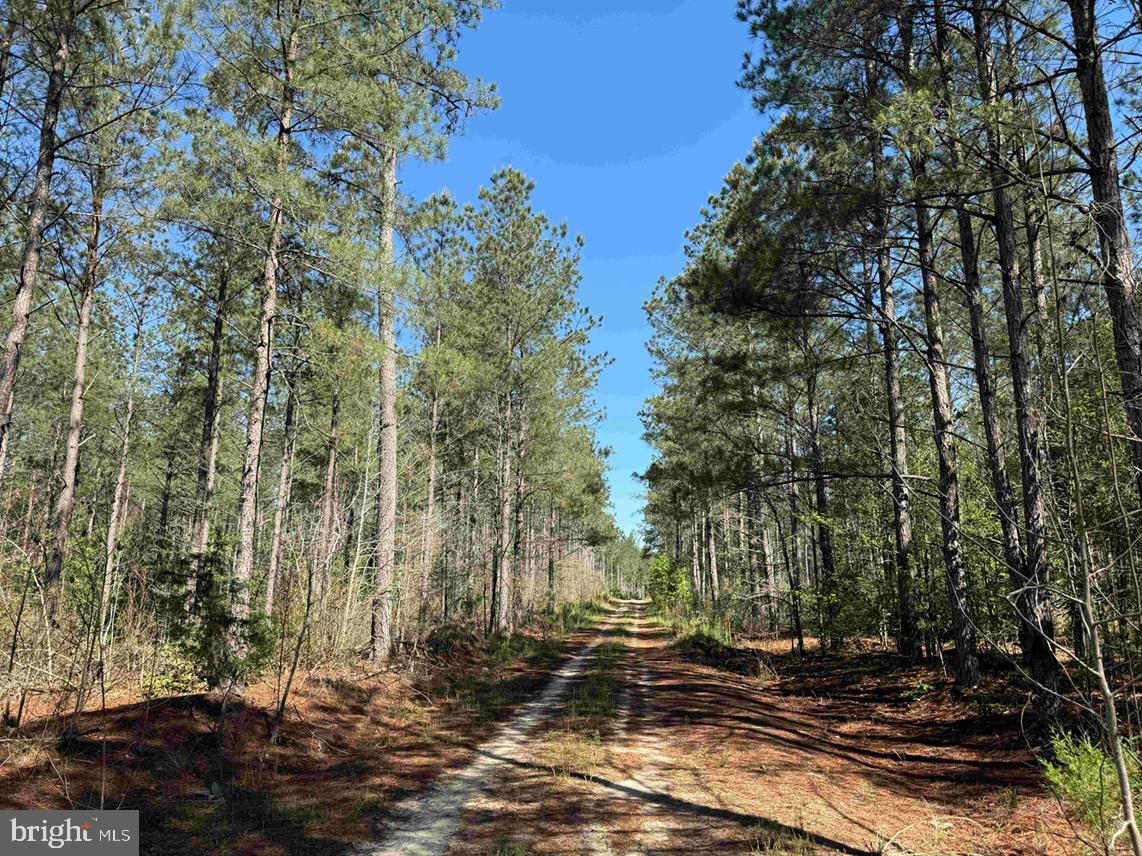 Laurel Drive (tract: Surry Seward-scott) Property Photo 12