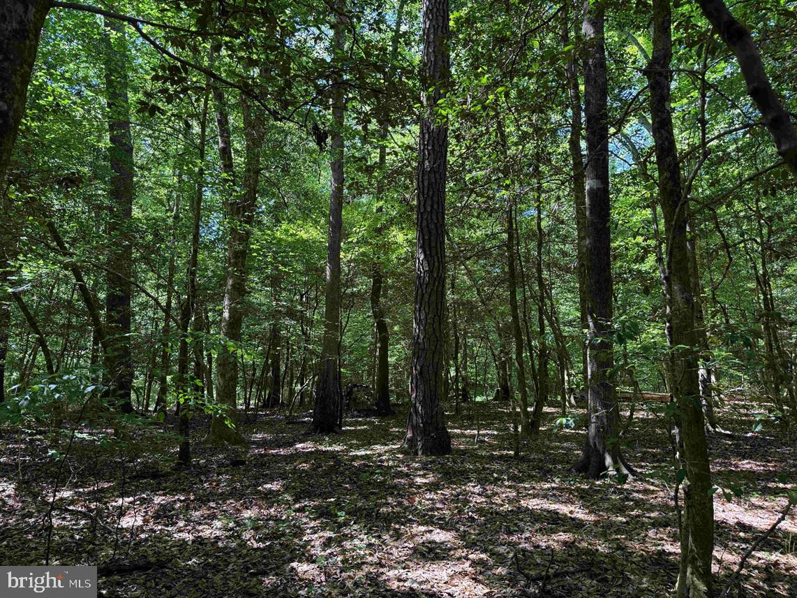 Laurel Drive (tract: Surry Seward-scott) Property Photo 15