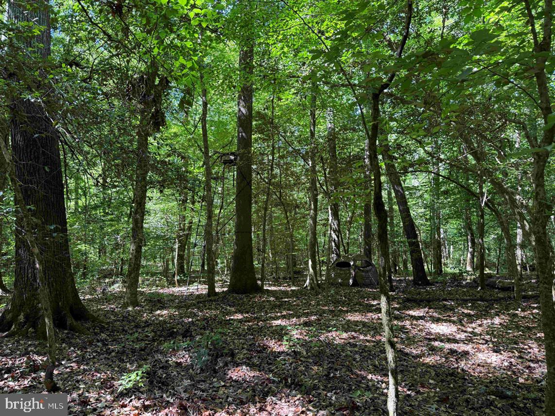 Laurel Drive (tract: Surry Seward-scott) Property Photo 16