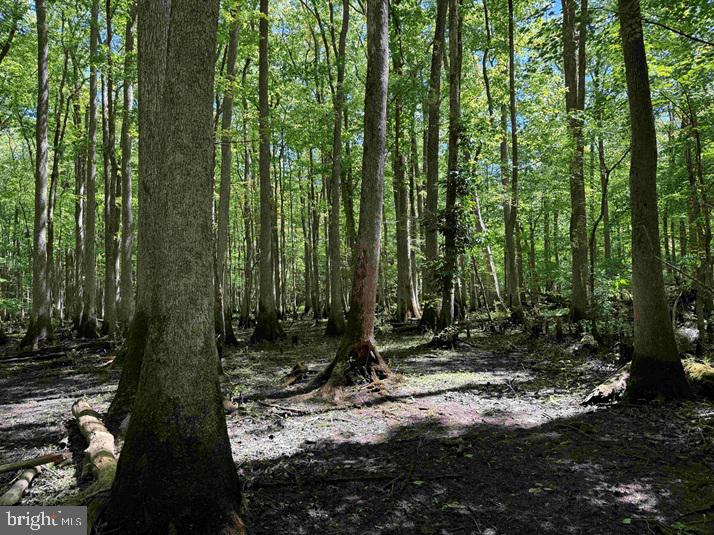 Laurel Drive (tract: Surry Seward-scott) Property Photo 22