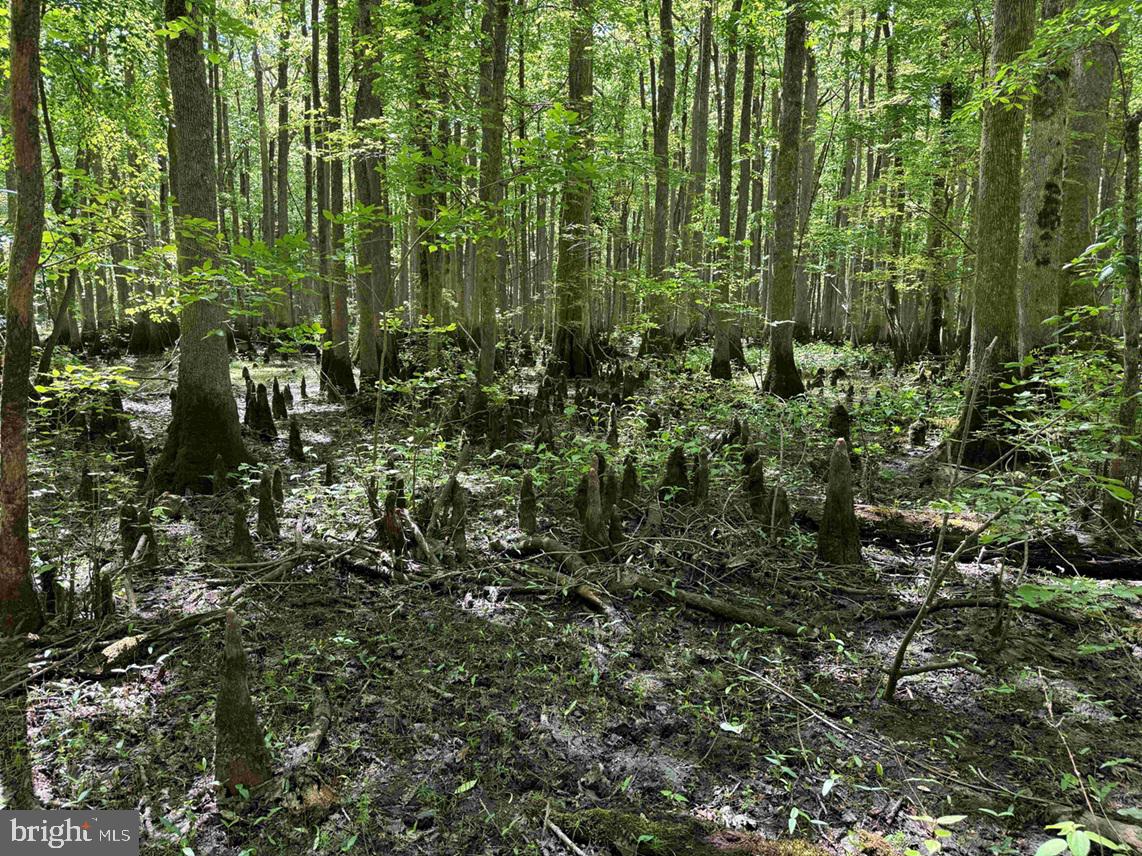 Laurel Drive (tract: Surry Seward-scott) Property Photo 23