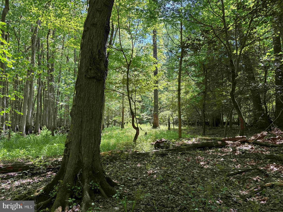 Laurel Drive (tract: Surry Seward-scott) Property Photo 25