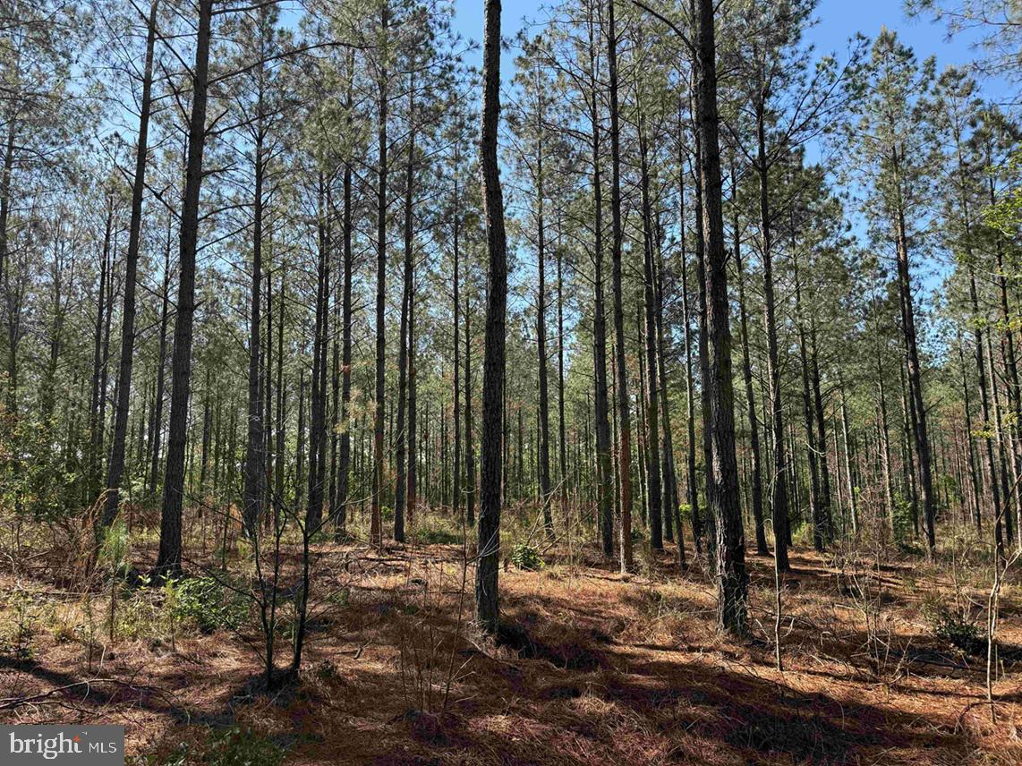 Laurel Drive (tract: Surry Seward-scott) Property Photo 26