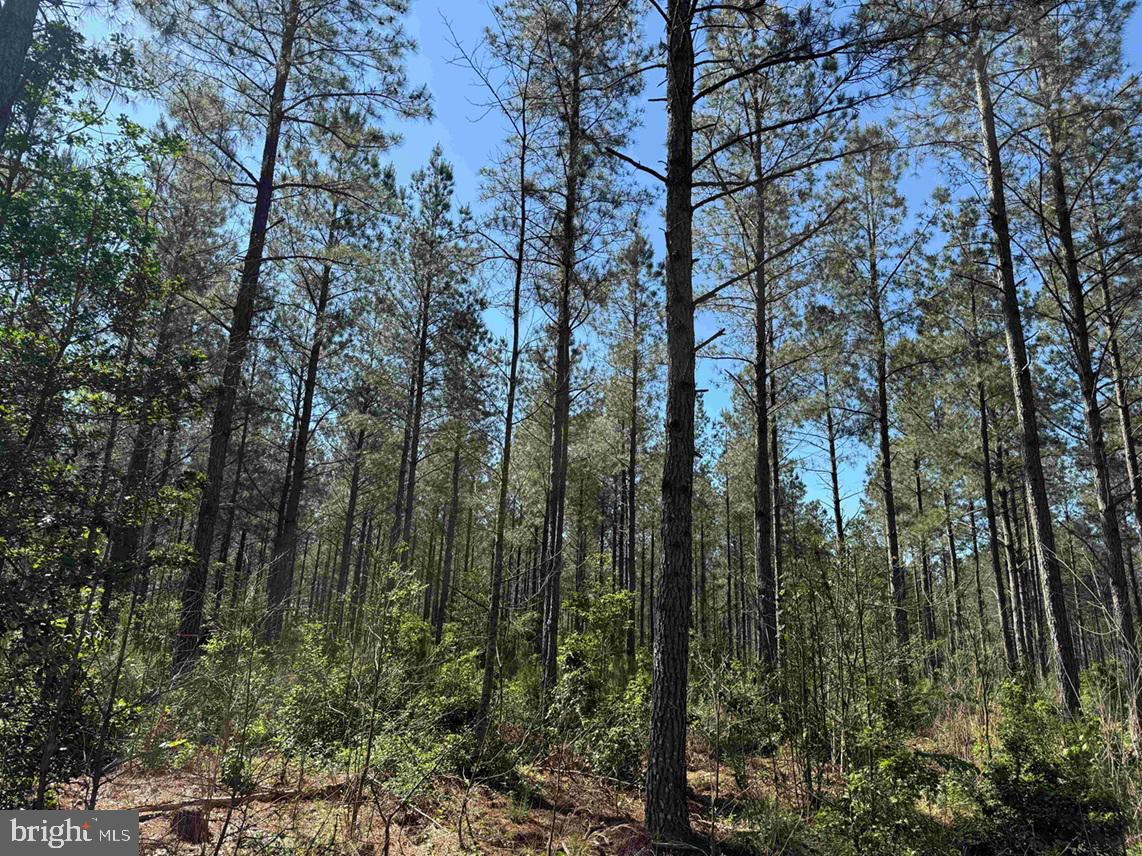 Laurel Drive (tract: Surry Seward-scott) Property Photo 27