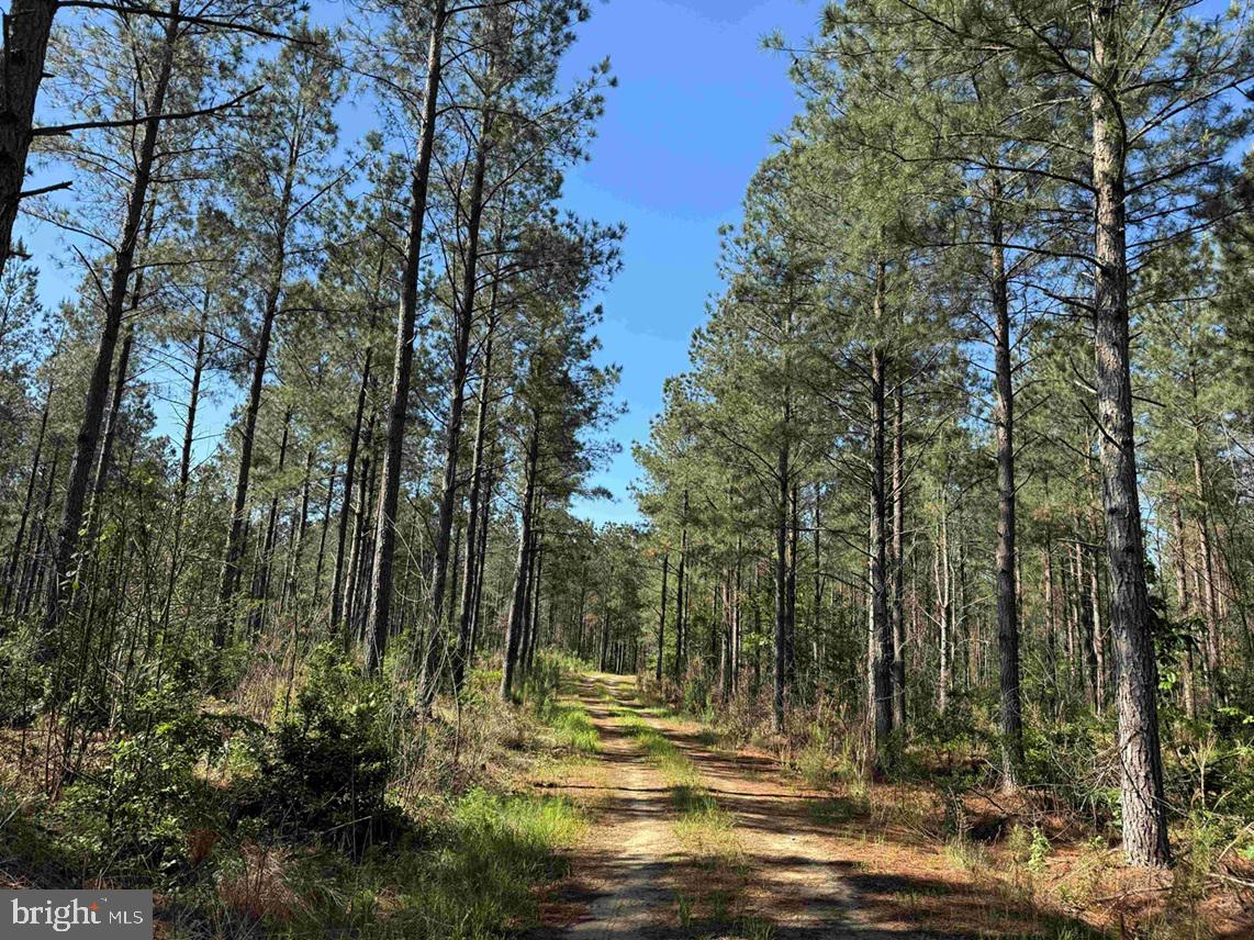 Laurel Drive (tract: Surry Seward-scott) Property Photo 28