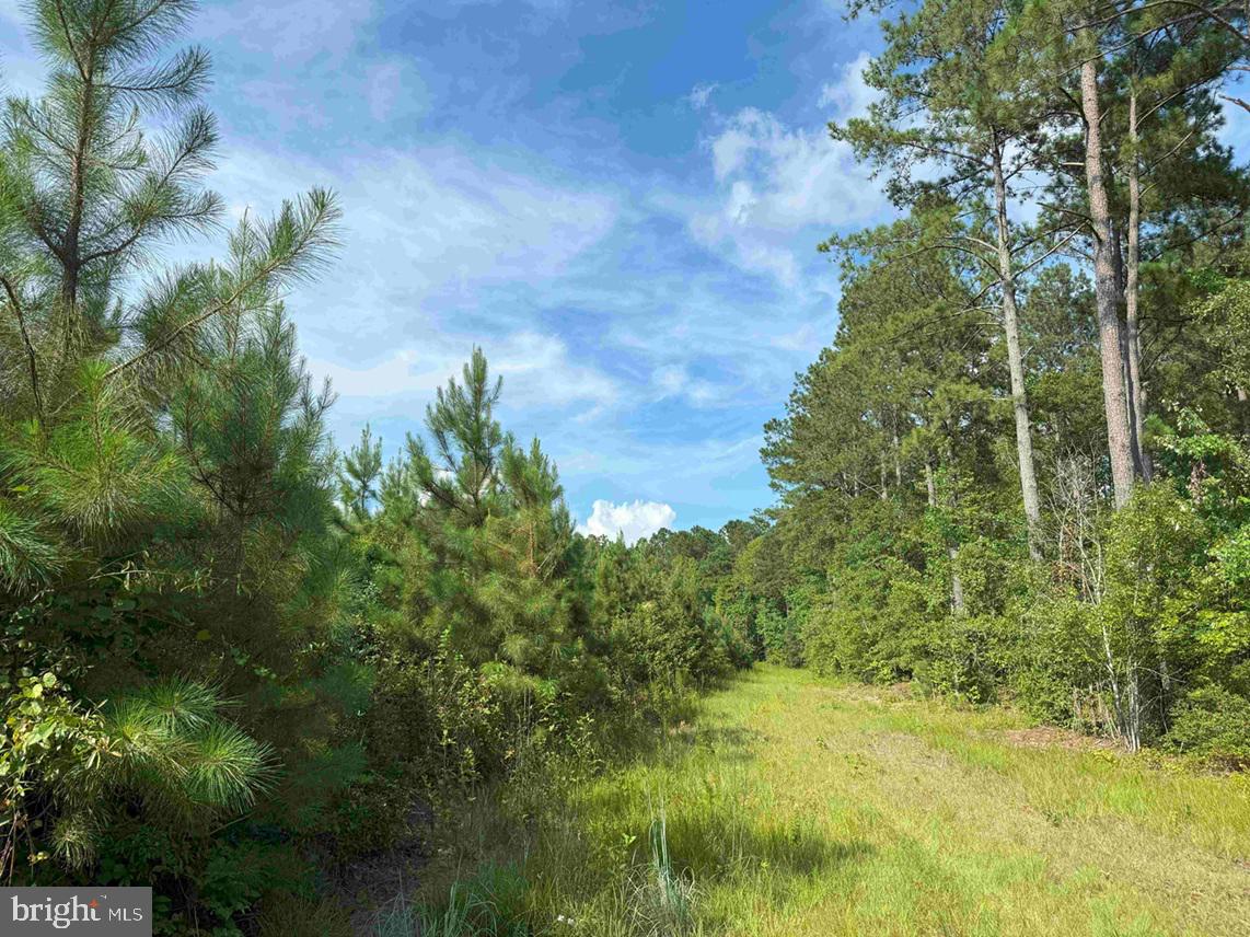 Black Creek Road (tract: Chesapeake Surry Griffin) Property Photo 1
