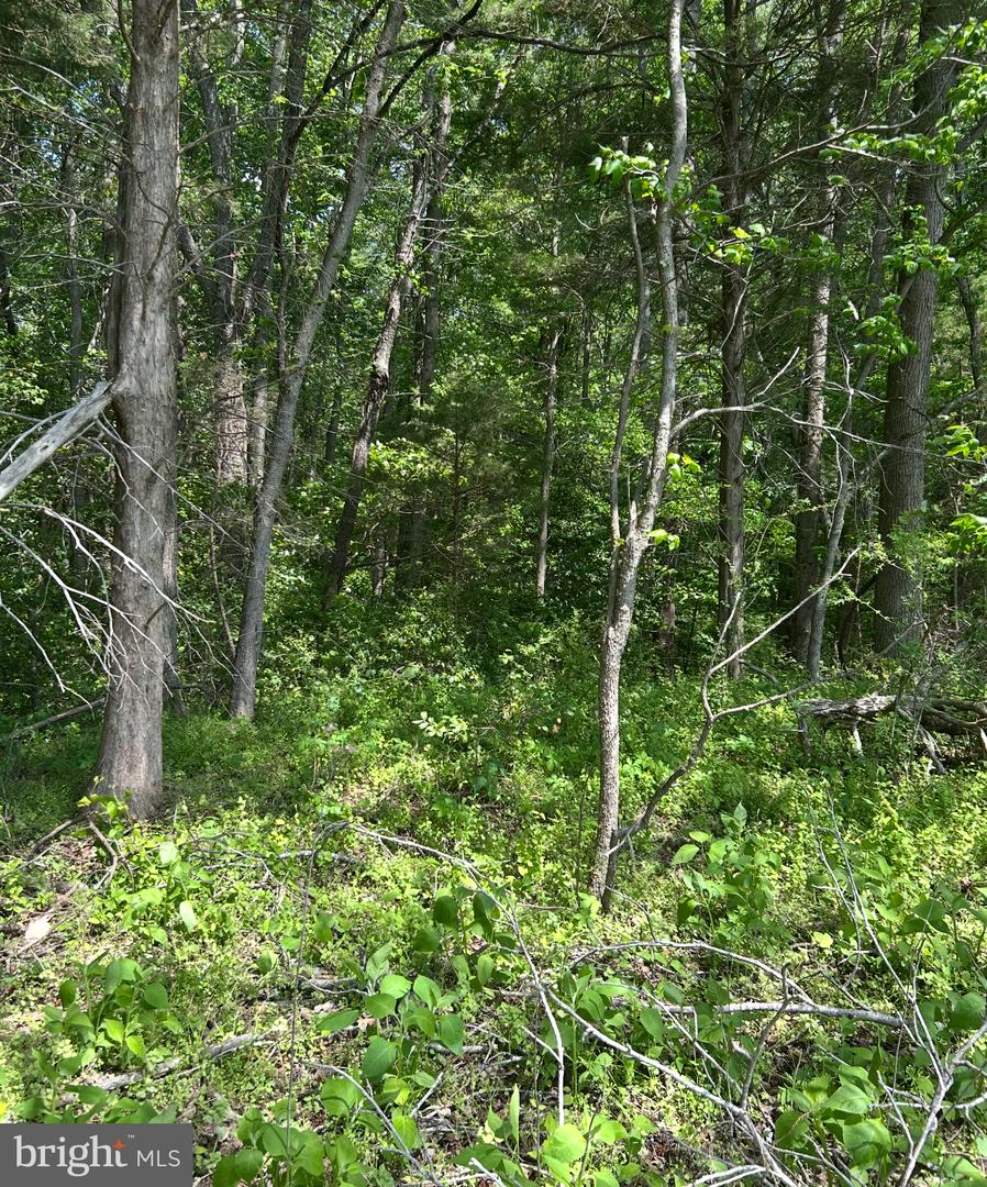 Lot 1a Kings Hwy Property Photo 6