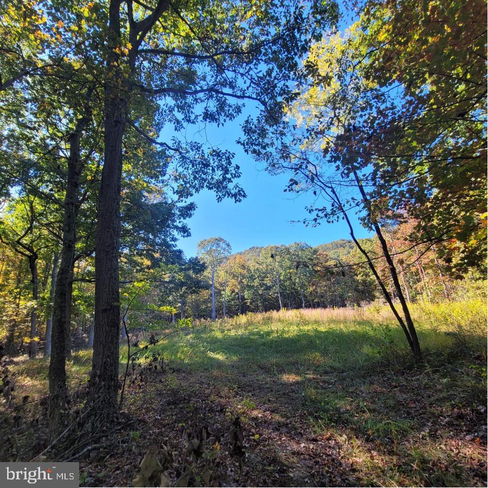 0 Brush Bottom Ln Property Photo 3