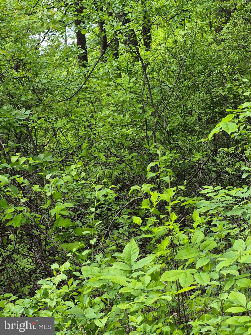 LOT 415 BRIAR Property Photo 1