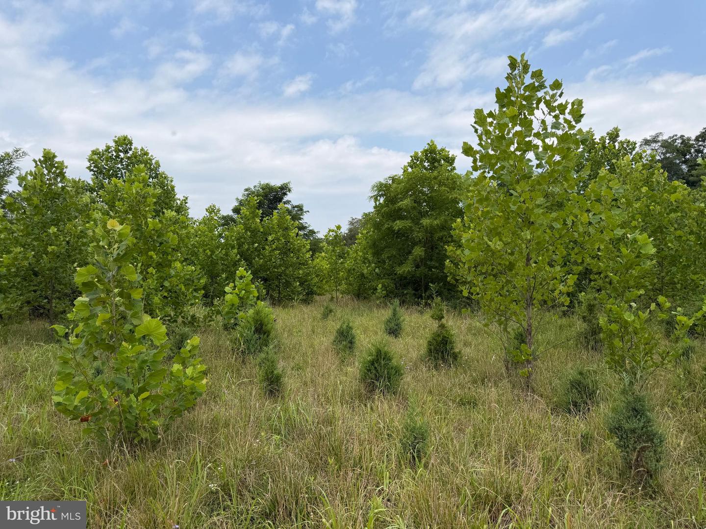 Tract 1: 43.5+/- Acres At 212 Id Van Metre Rd Property Photo 33