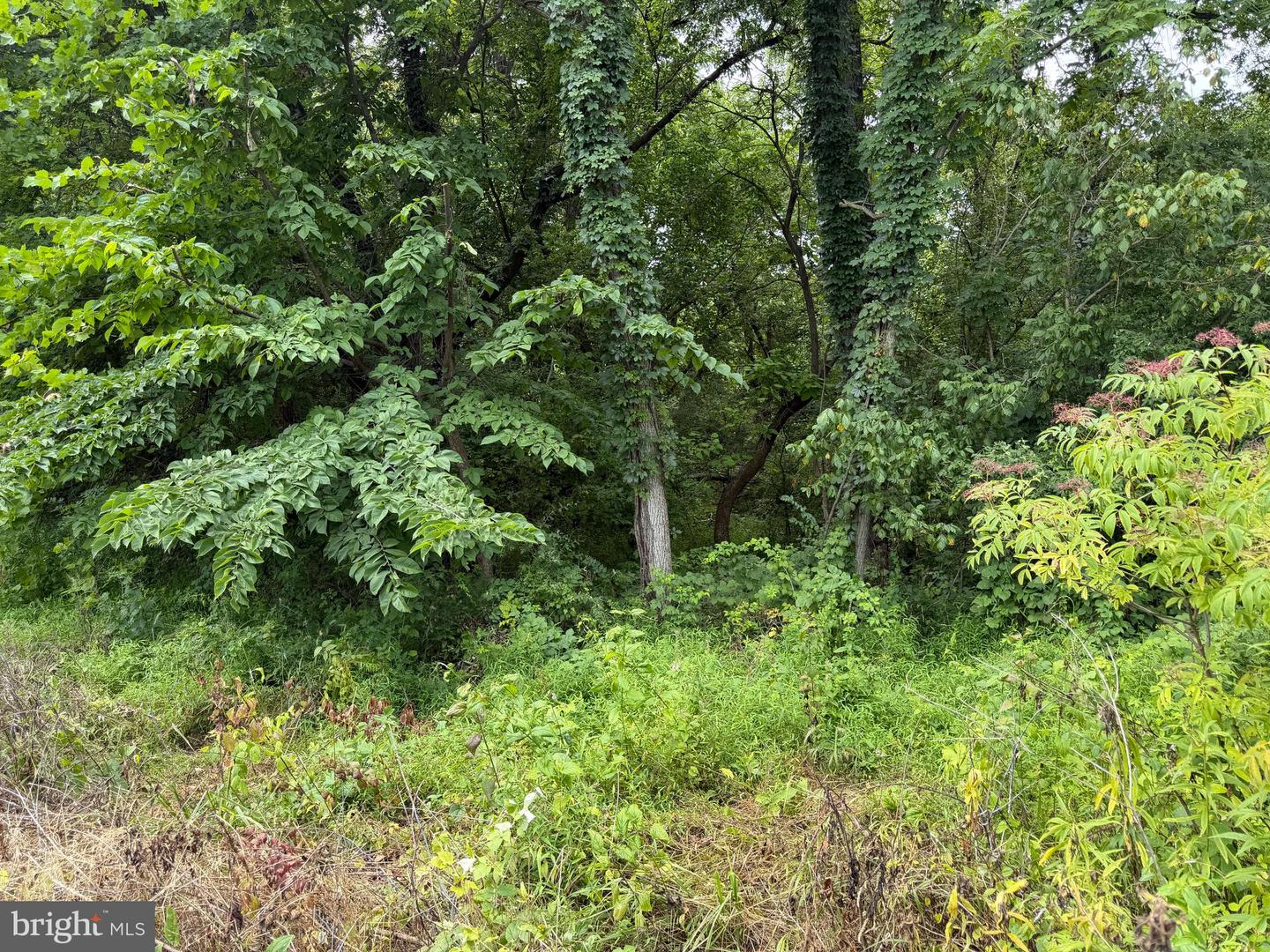 Tract 2: 5.85+/- Acres Charles Town Rd Property Photo 13