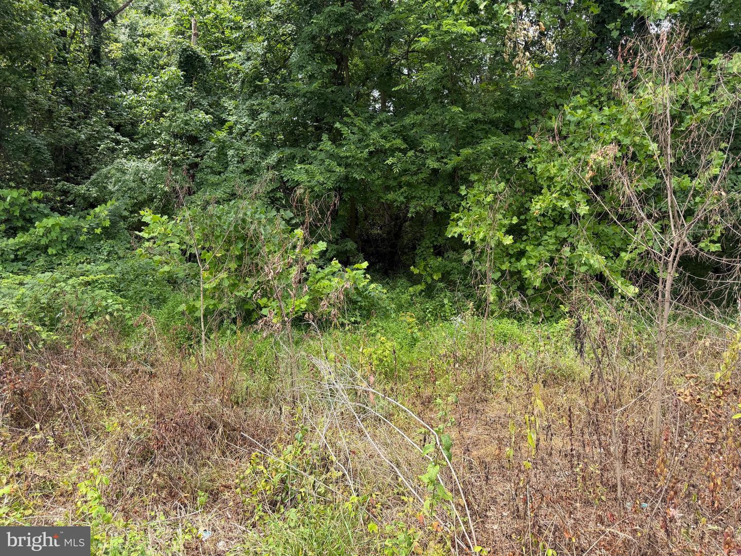 Tract 2: 5.85+/- Acres Charles Town Rd Property Photo 15