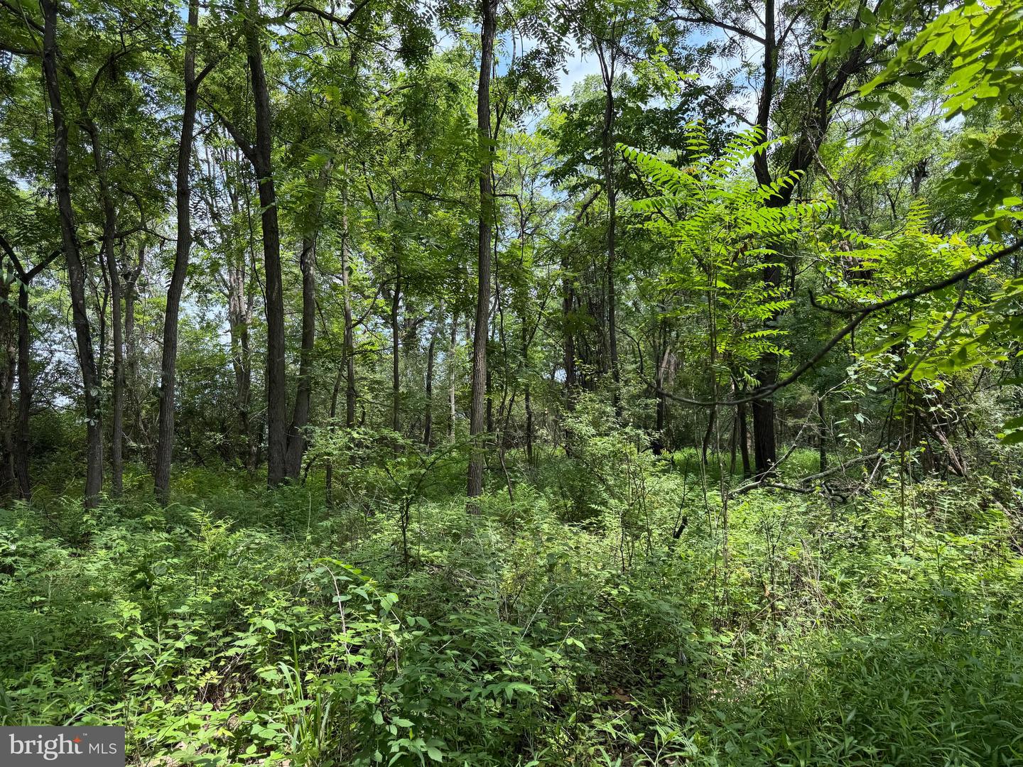 Tract 3: 2+/- Acres Id Van Metre Rd Property Photo 8