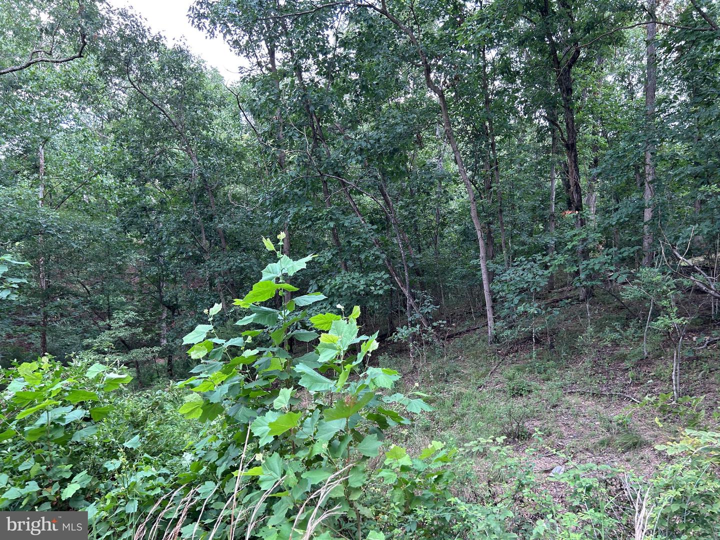 Basswood Drive Lot #9 Property Photo 8
