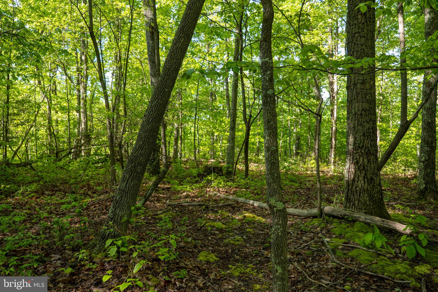 Lot 1 Laurel Mountain Rd Property Photo 60