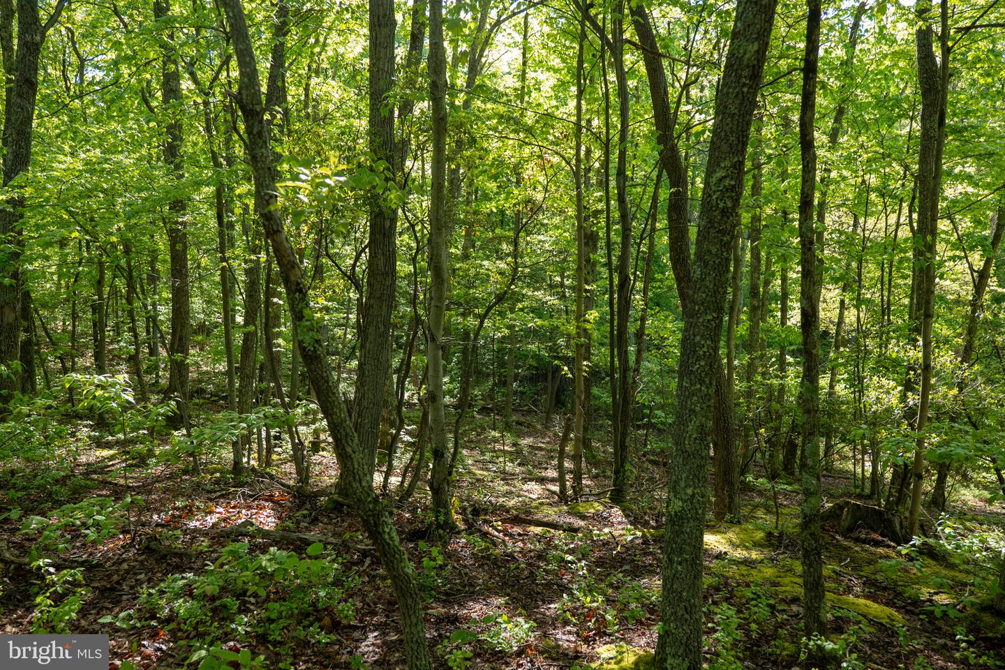 Lot 1 Laurel Mountain Rd Property Photo 62