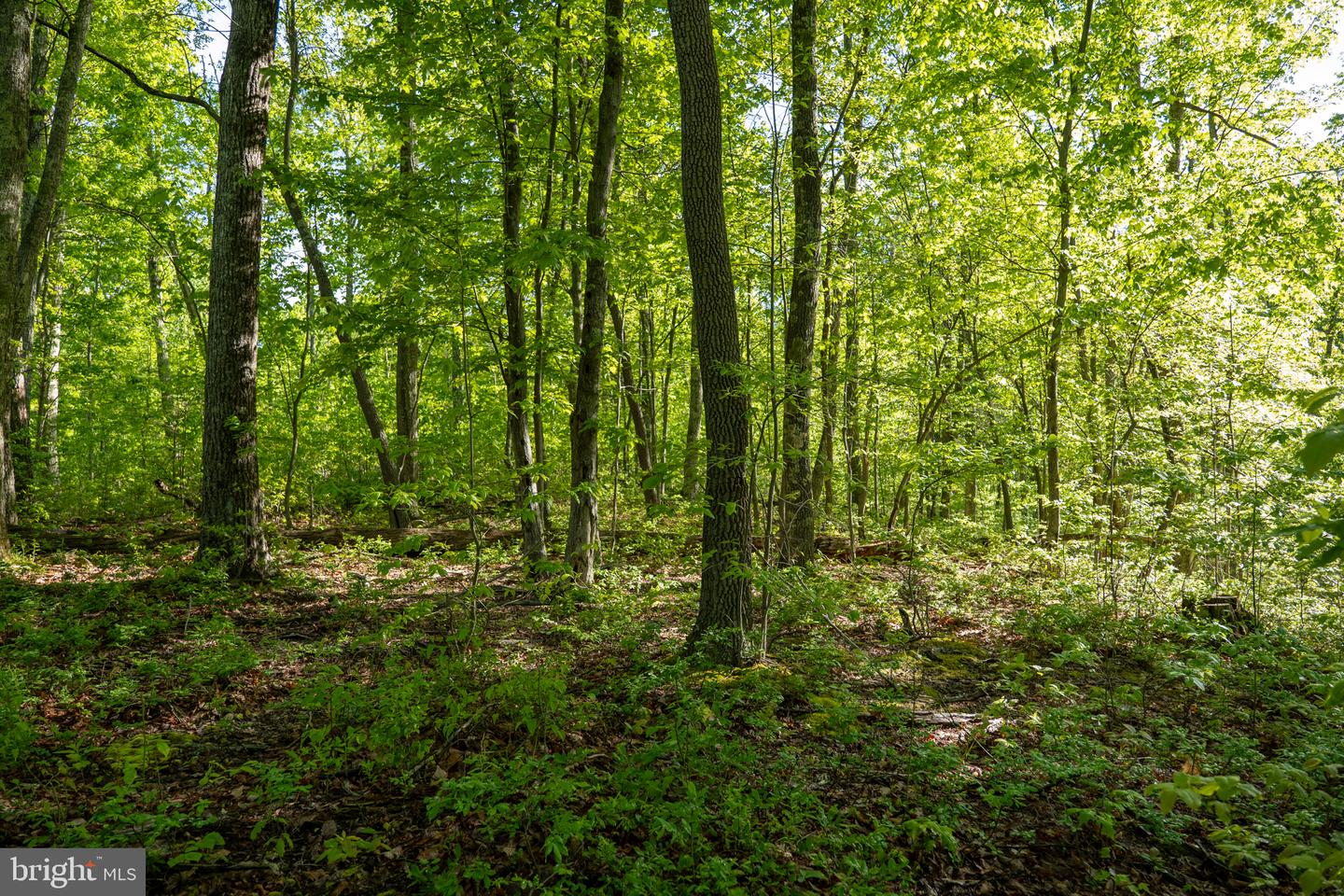 Lot 1 Laurel Mountain Rd Property Photo 68