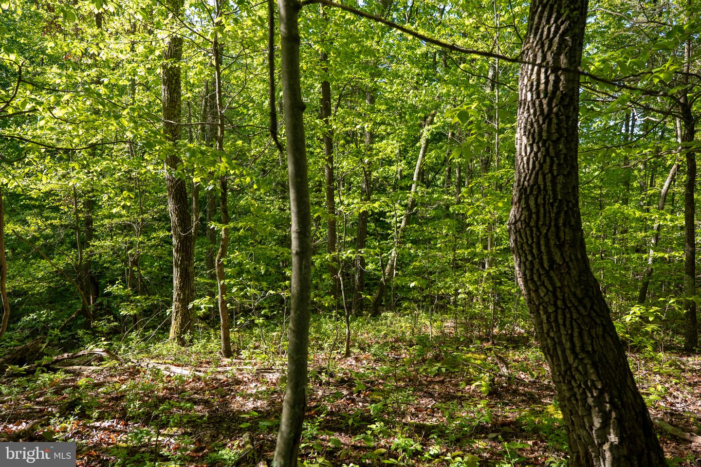 Lot 1 Laurel Mountain Rd Property Photo 70