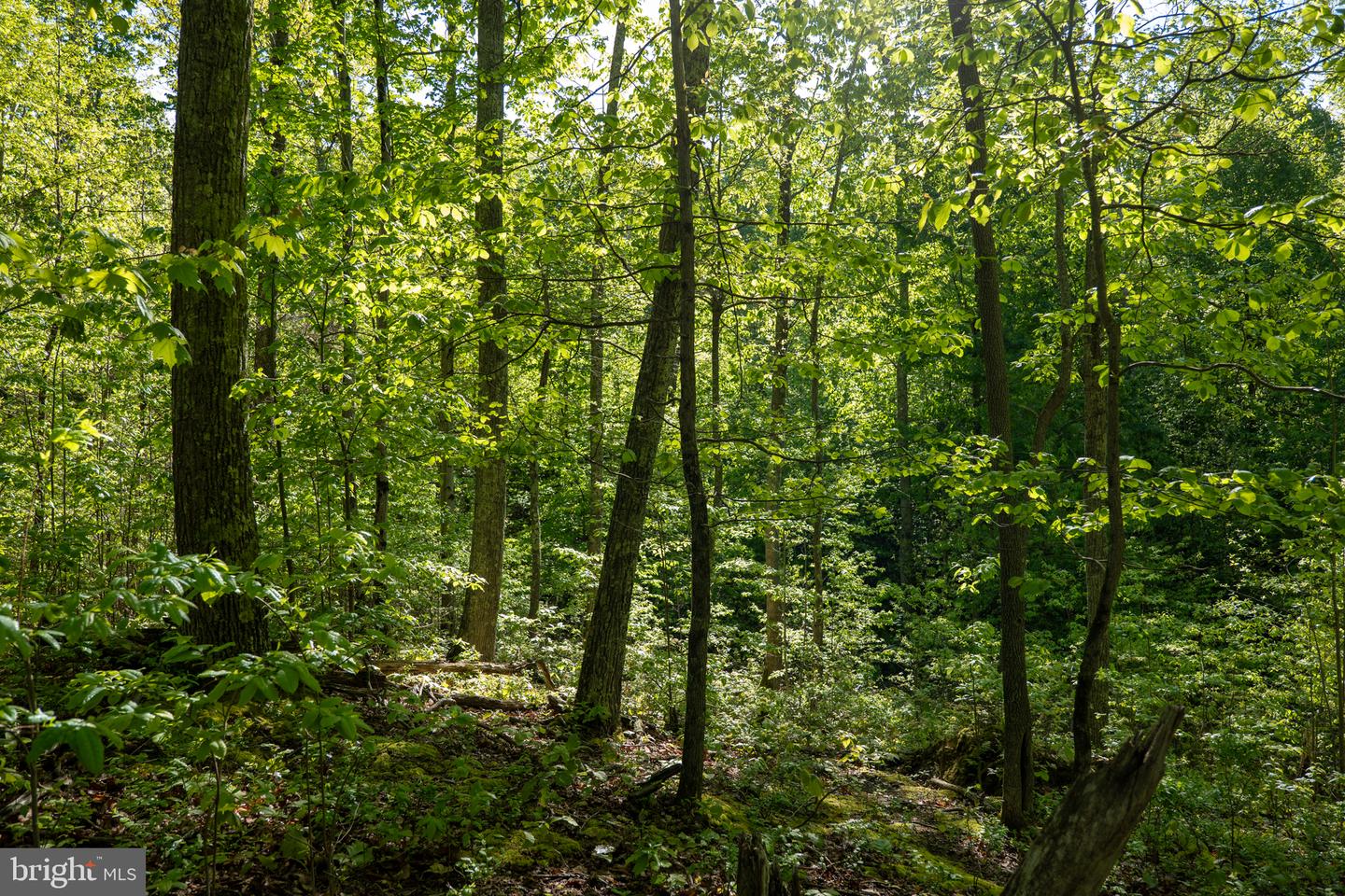 Lot 1 Laurel Mountain Rd Property Photo 71