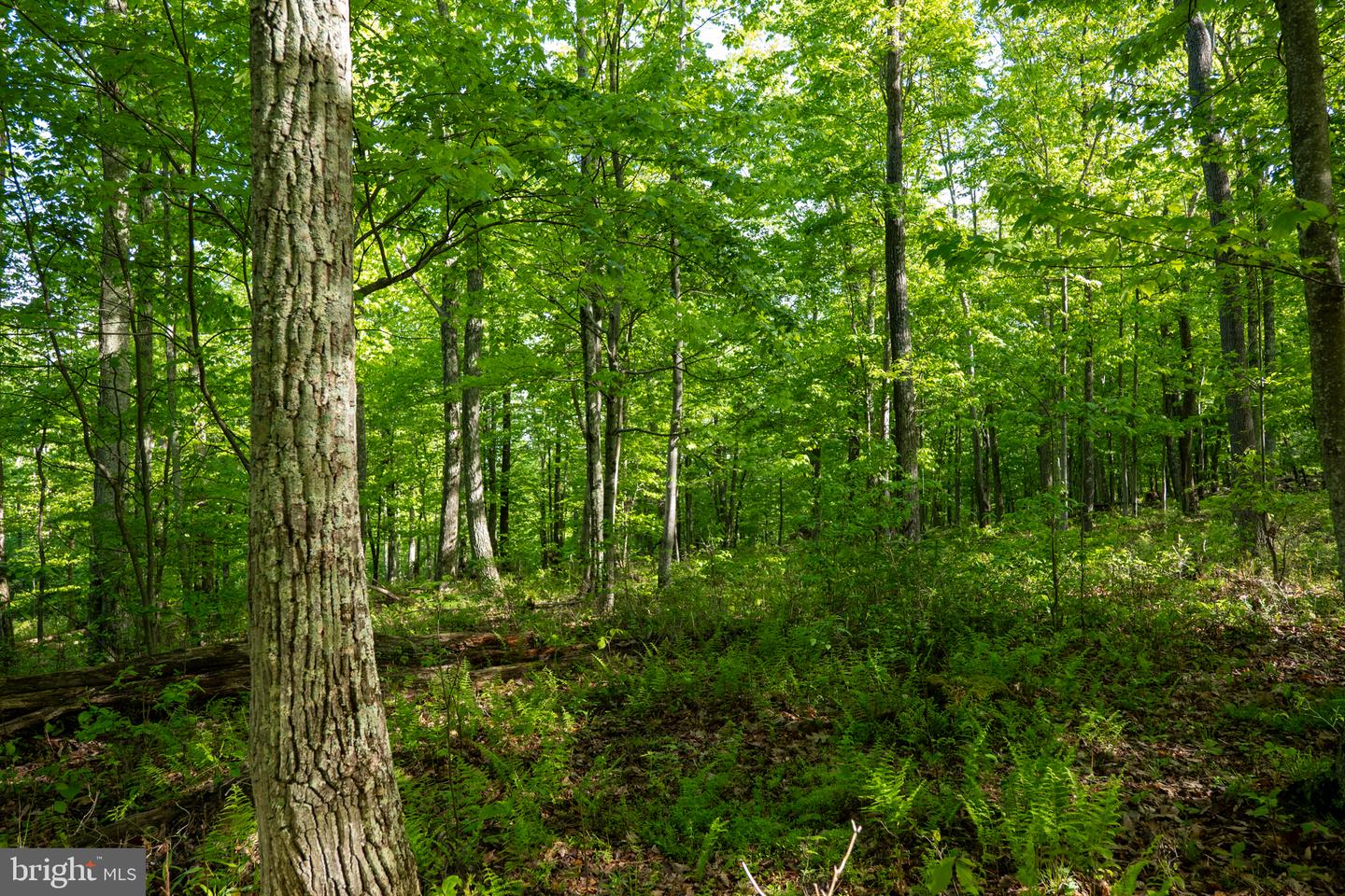 Lot 1 Laurel Mountain Rd Property Photo 75