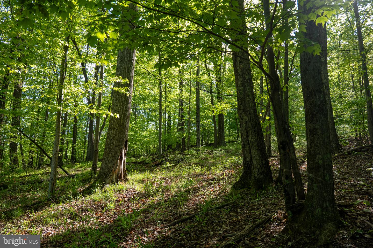 Lot 1 Laurel Mountain Rd Property Photo 80