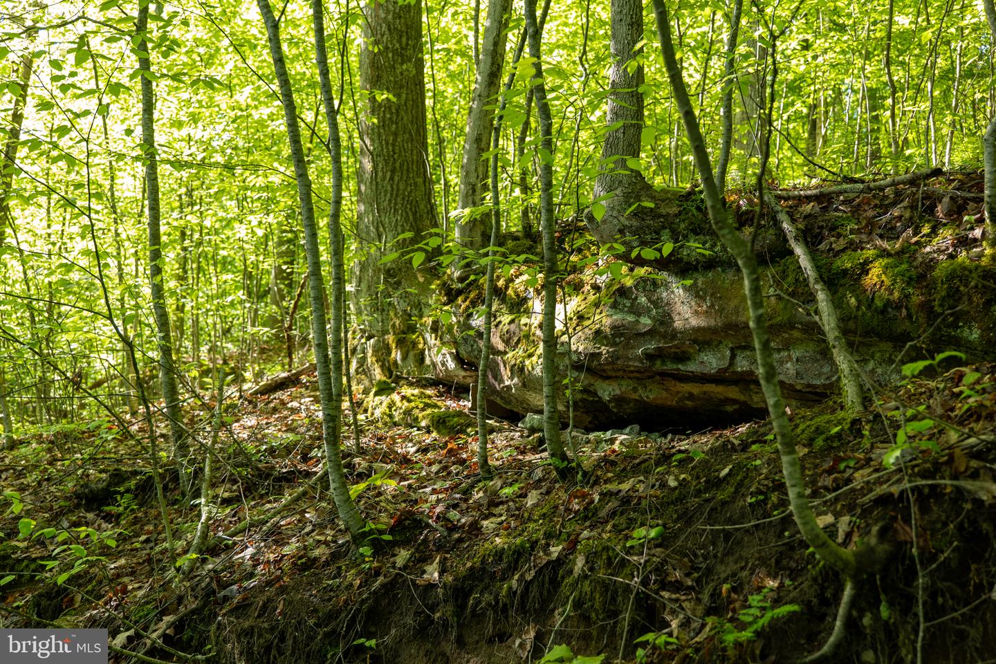 Lot 1 Laurel Mountain Rd Property Photo 86