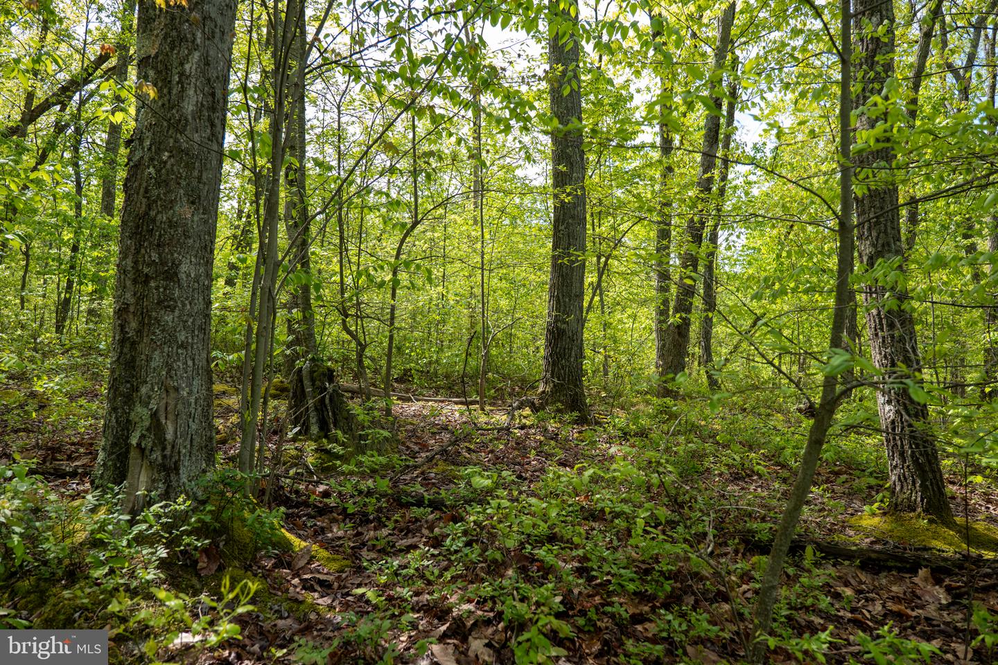 Lot 1 Laurel Mountain Rd Property Photo 139