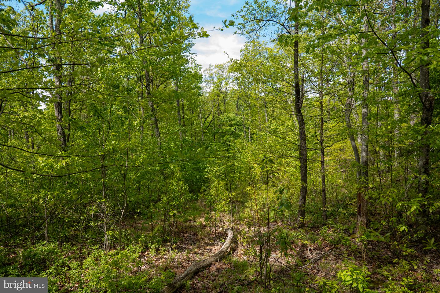 Lot 1 Laurel Mountain Rd Property Photo 141