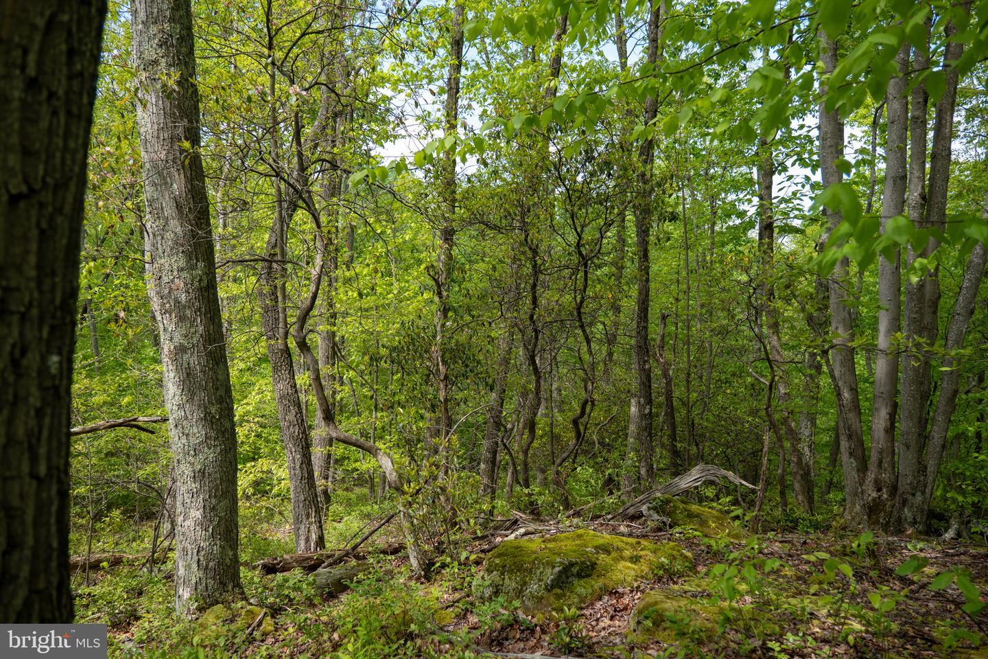 Lot 1 Laurel Mountain Rd Property Photo 142