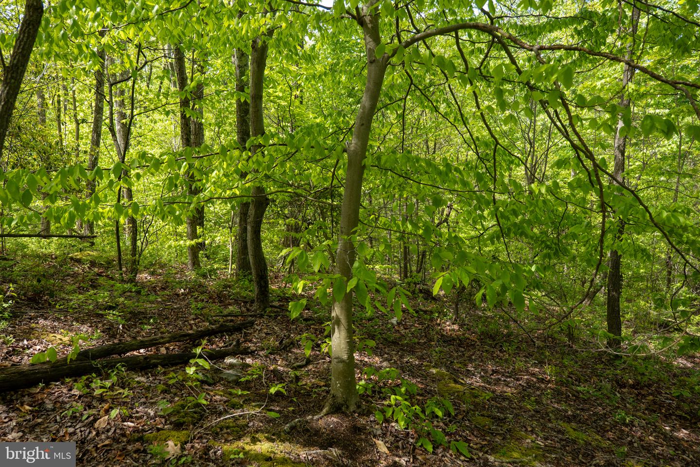 Lot 1 Laurel Mountain Rd Property Photo 145