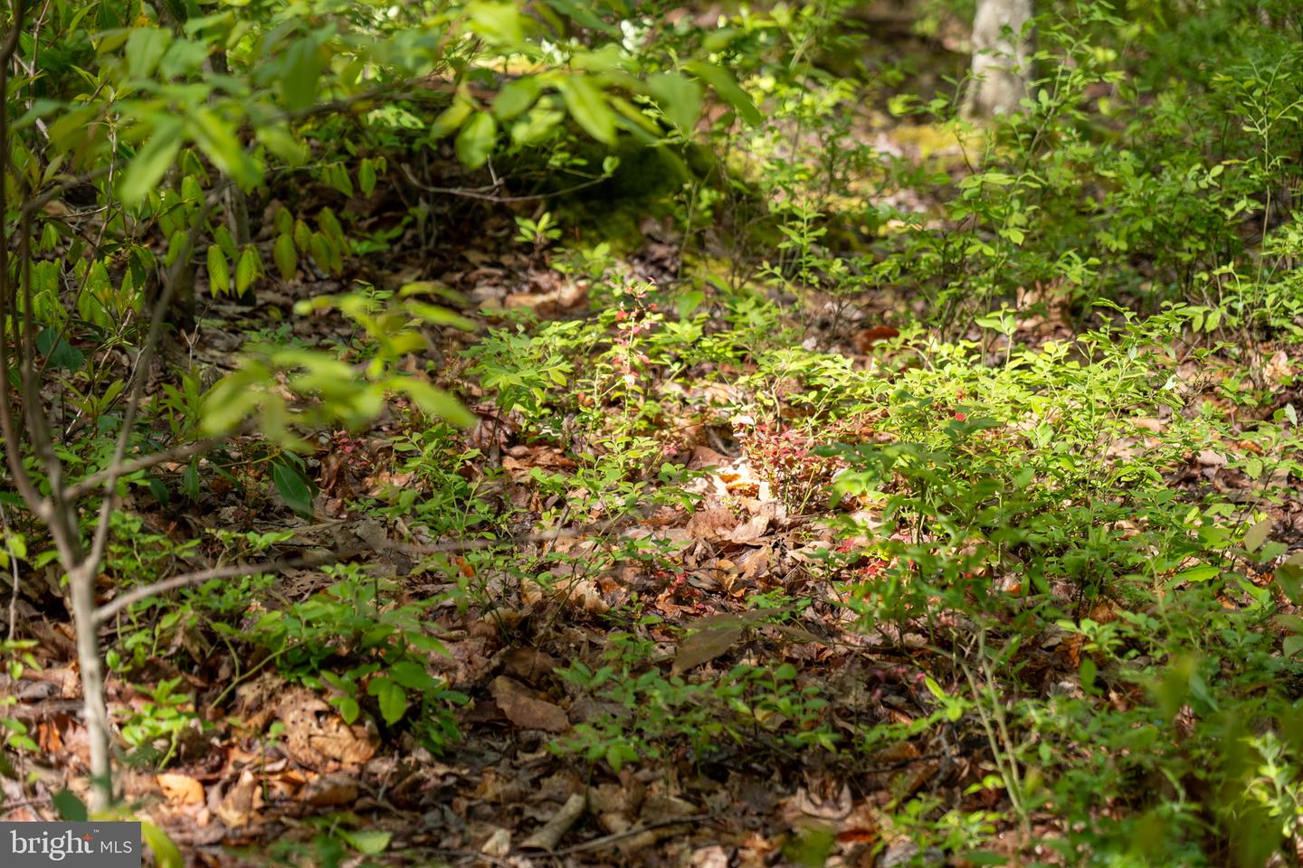 Lot 1 Laurel Mountain Rd Property Photo 147