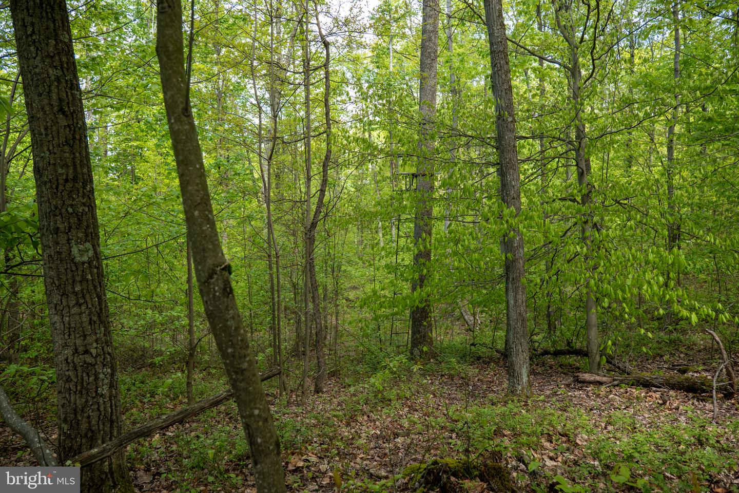 Lot 1 Laurel Mountain Rd Property Photo 148