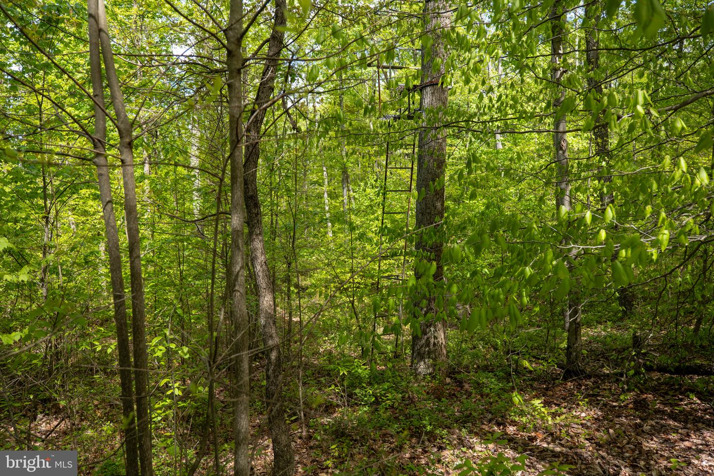 Lot 1 Laurel Mountain Rd Property Photo 149