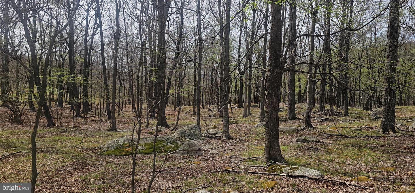 Goldenseal Rd #lot 46 Property Photo 8