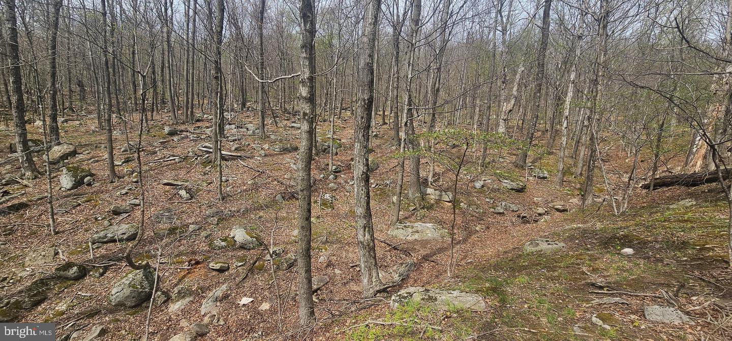 Goldenseal Rd #lot 46 Property Photo 17