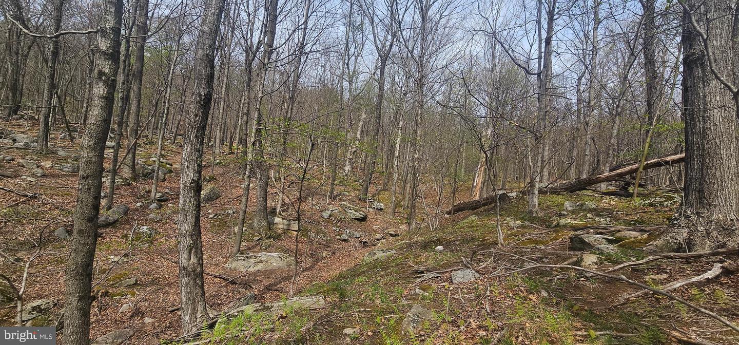 Goldenseal Rd #lot 46 Property Photo 18