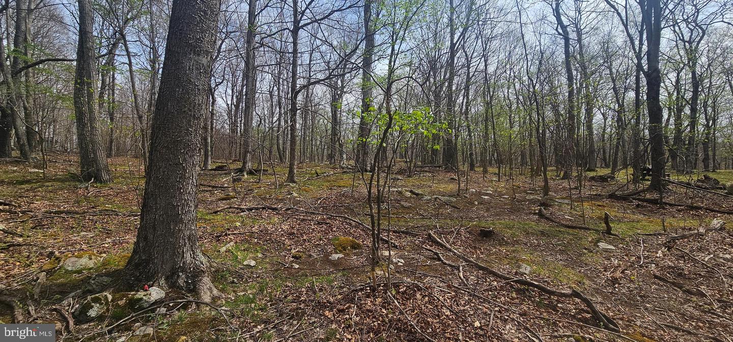 Goldenseal Rd #lot 46 Property Photo 19