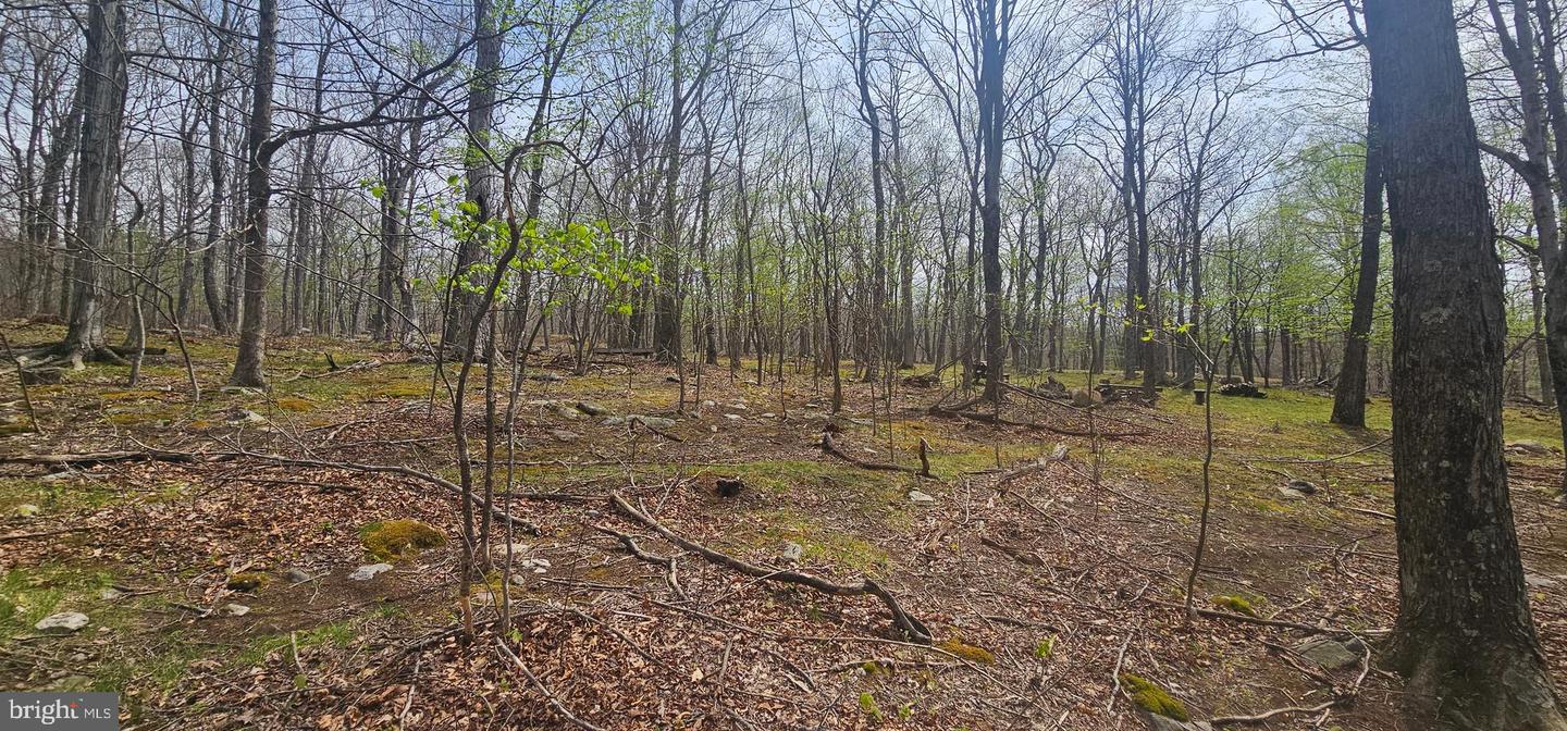 Goldenseal Rd #lot 46 Property Photo 20