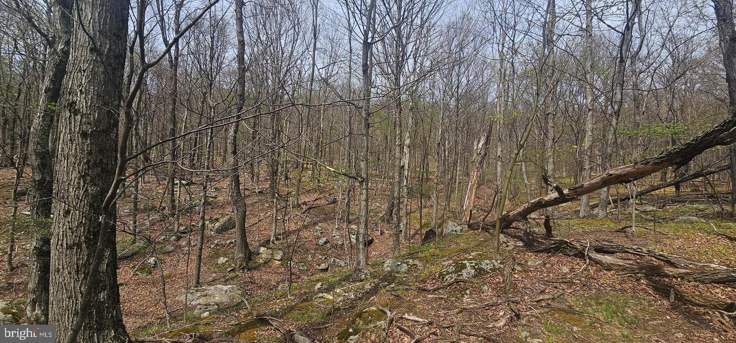 Goldenseal Rd #lot 46 Property Photo 21