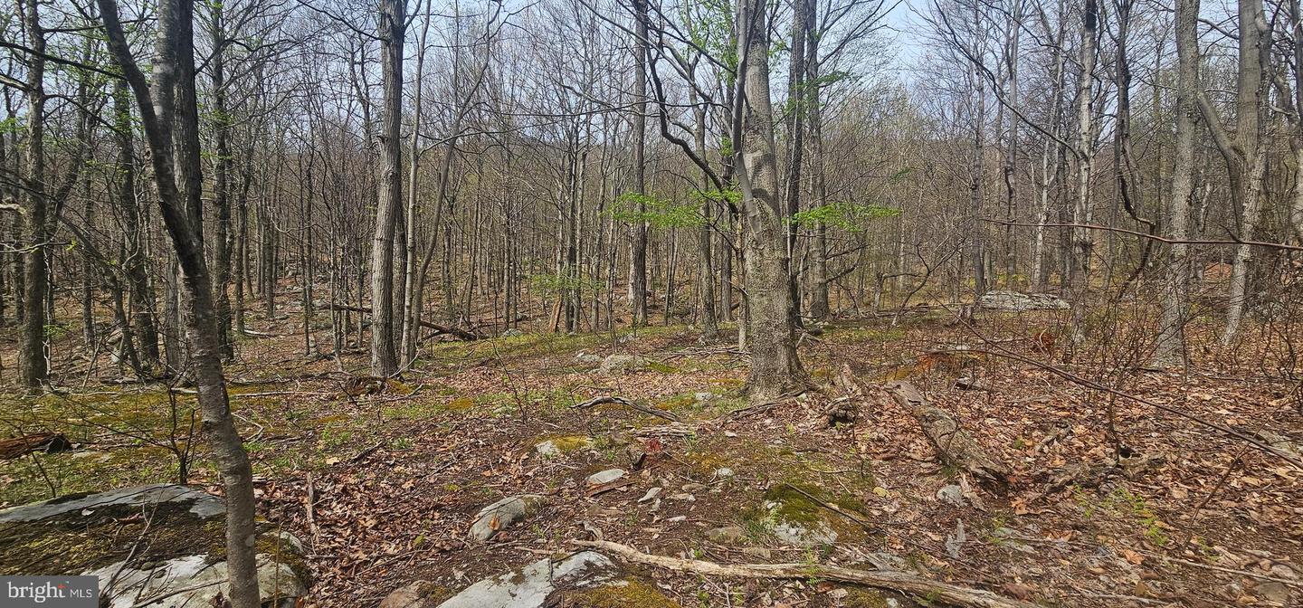 Goldenseal Rd #lot 46 Property Photo 22