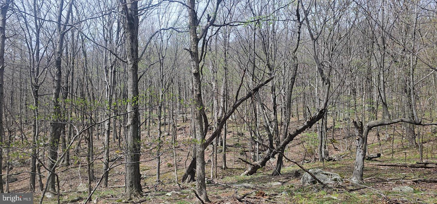 Goldenseal Rd #lot 46 Property Photo 24