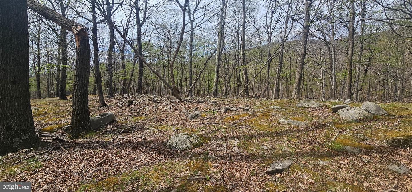 Goldenseal Rd #lot 46 Property Photo 25