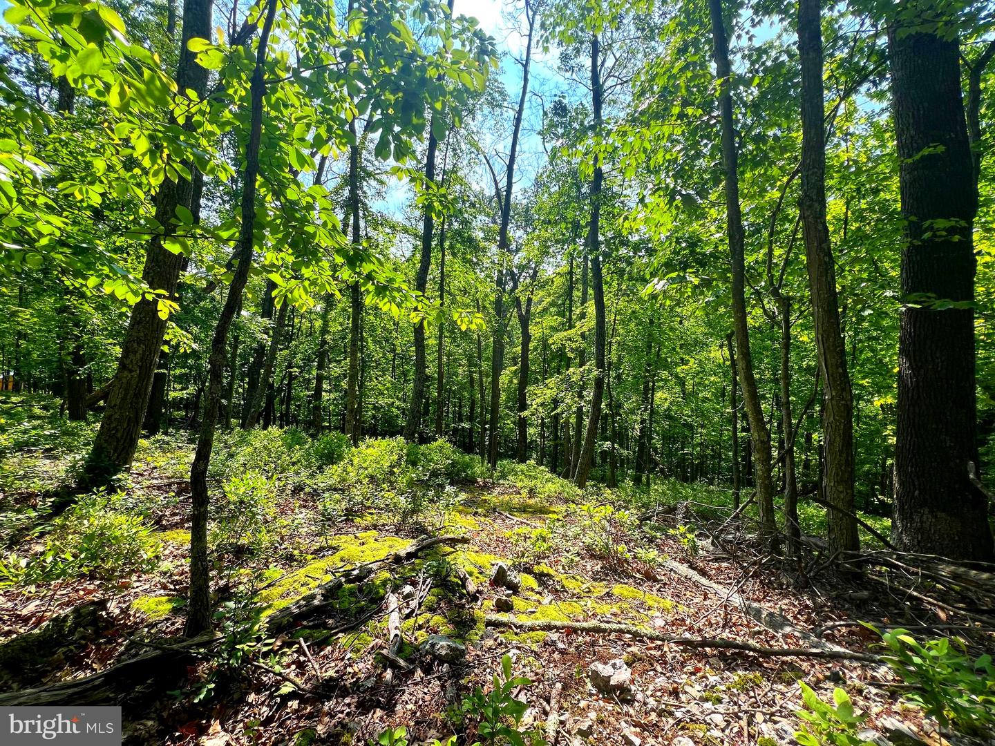 Tr #13 Sec #14 High Knob Rd Property Photo 13