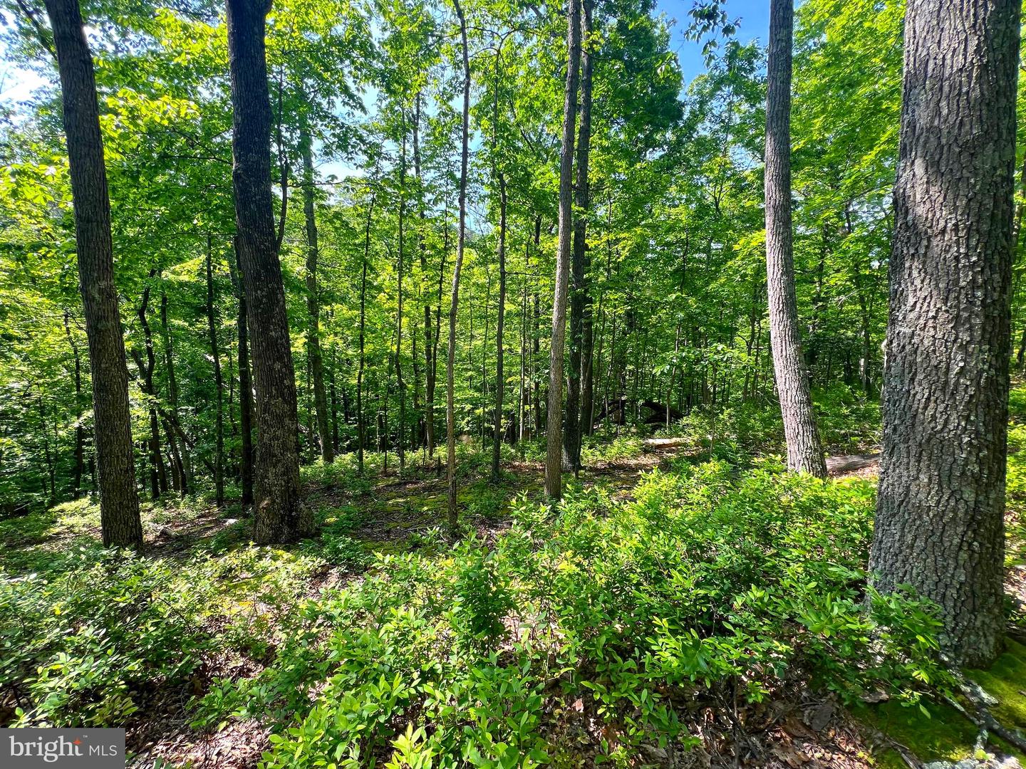 Tr #13 Sec #14 High Knob Rd Property Photo 15